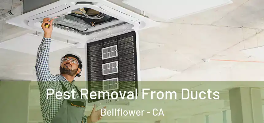 Pest Removal From Ducts Bellflower - CA